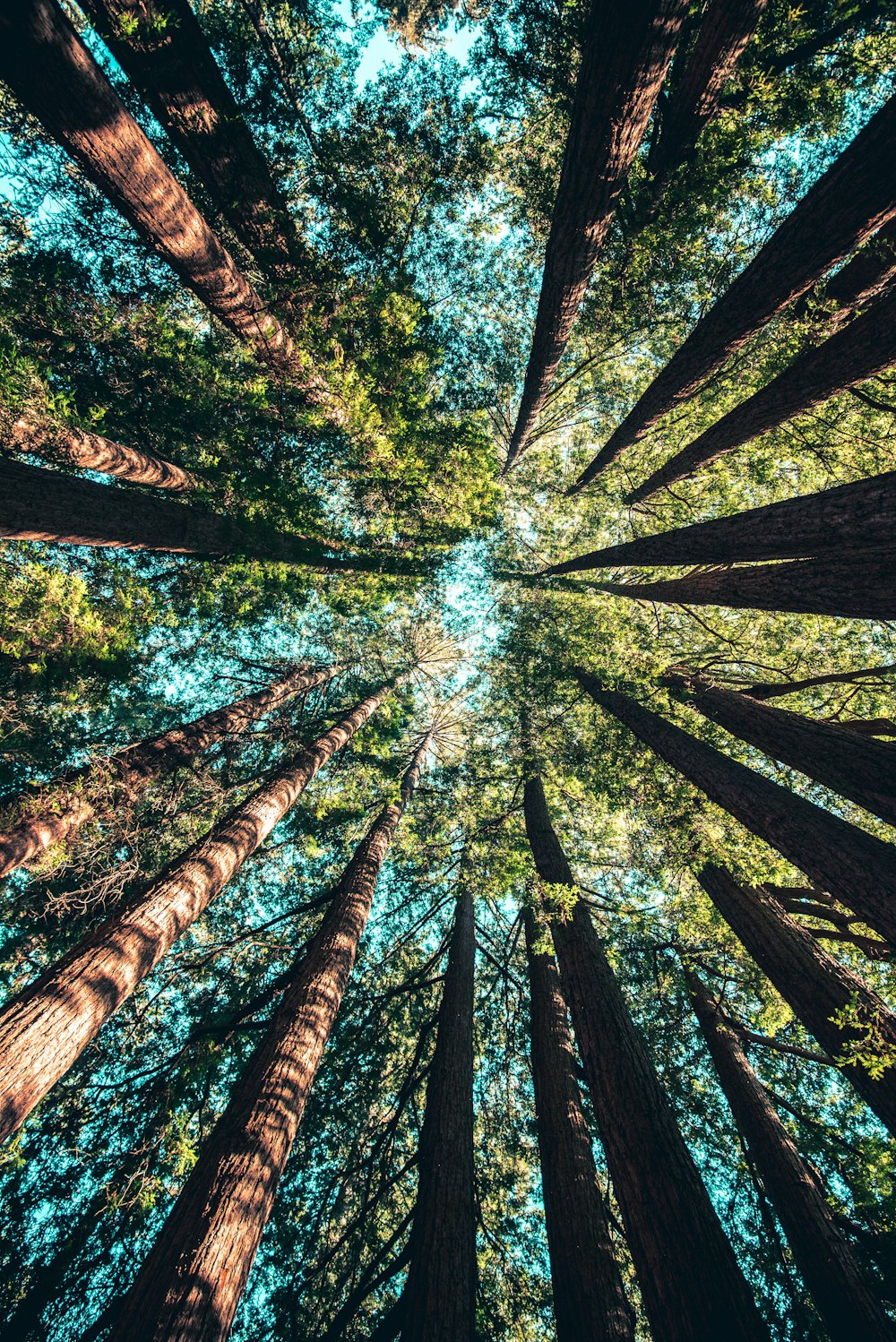 空へ向かって伸びる杉の木々を見上げた景色